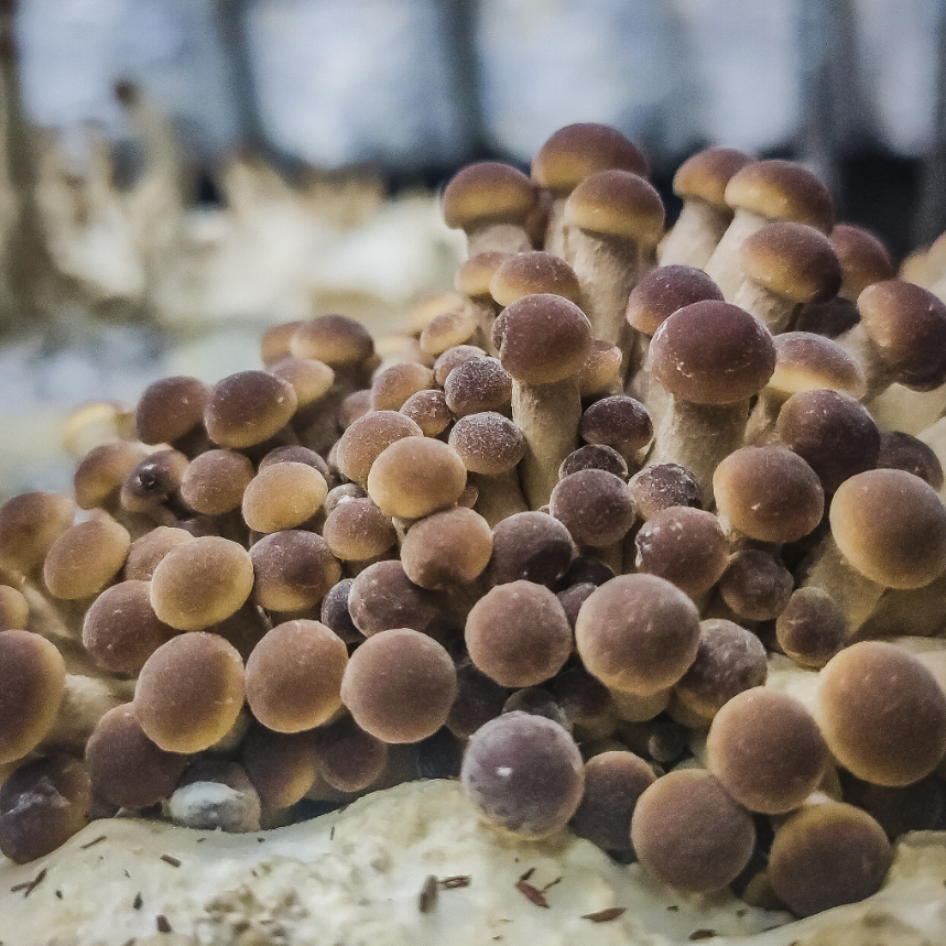 Swordbelt (Pioppino) Mushrooms – 200g Punnet