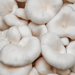 White Oyster Mushrooms – 1kg