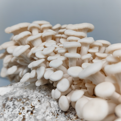 White Oyster Mushrooms – 200g Punnet