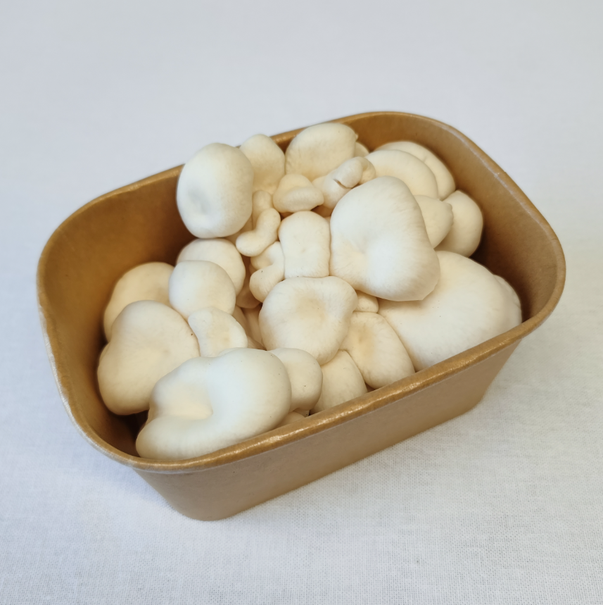 White Oyster Mushrooms – 200g Punnet