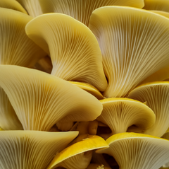 Yellow Oyster Mushrooms – 1kg